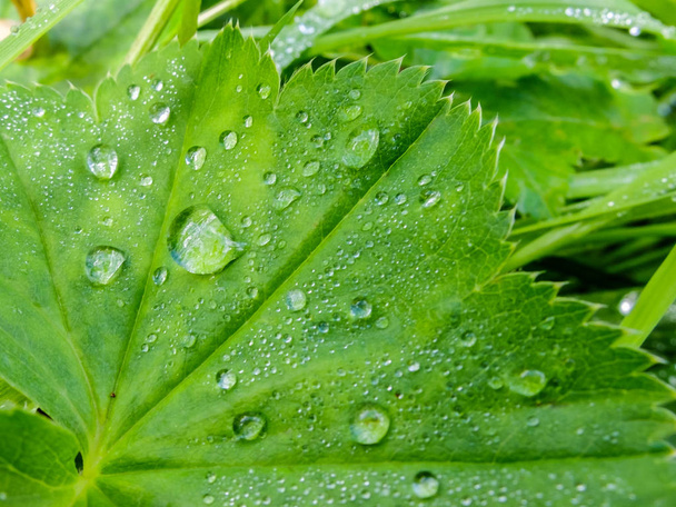 Background of dew drops on leaf. - Fotó, kép