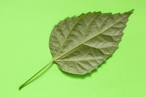 Зелений лист рослини на зеленому тлі
 - Фото, зображення