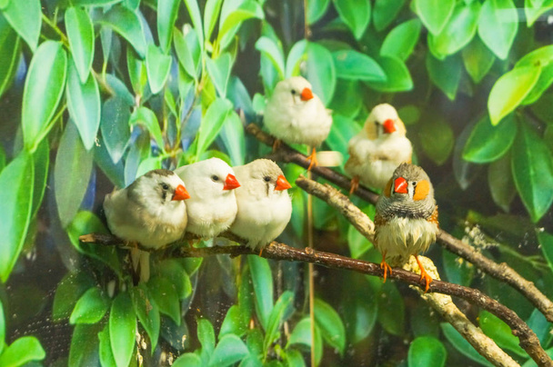 Σπίνος Ζέβρα πουλιά που κάθονται σε κλαδιά πράσινα φύλλα - Φωτογραφία, εικόνα
