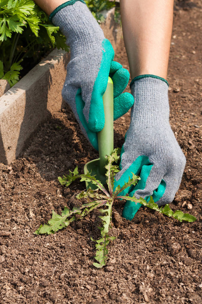 Vrouwelijke handen trek onkruid uit de grond tuin gereedschap In tuin. - Foto, afbeelding