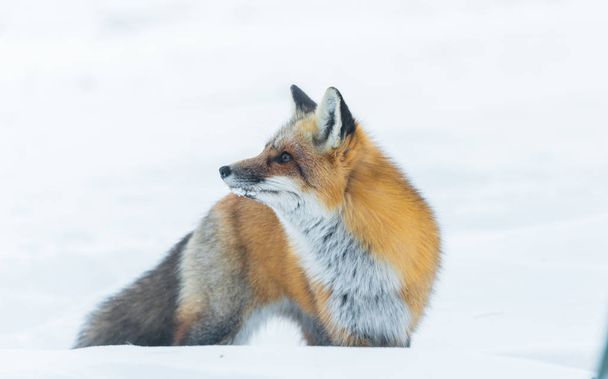 Zorro rojo común (Vulpes vulpes) en la naturaleza. Animales salvajes emerge de un bosque de invierno, visita casas de campo y caza, carroña para la alimentación
. - Foto, Imagen