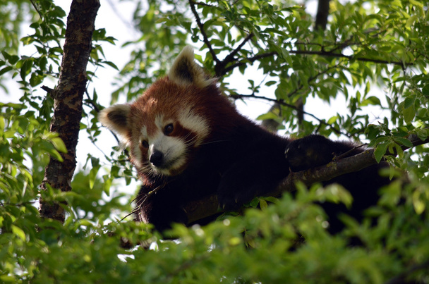 Panda czerwona - Zdjęcie, obraz