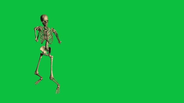  Skelet Boksen - afzonderlijk op groen scherm - Video