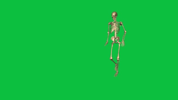  esqueleto acidente danificar perna direita - separado na tela verde - Filmagem, Vídeo