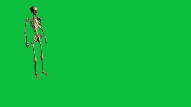 3d animatie van skelet gooien granaat - apart op groen scherm - Video