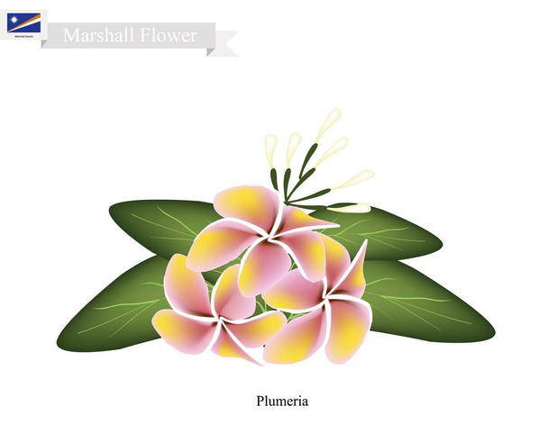 Plumeria, το εθνικό λουλούδι: Νήσοι Μάρσαλ - Διάνυσμα, εικόνα