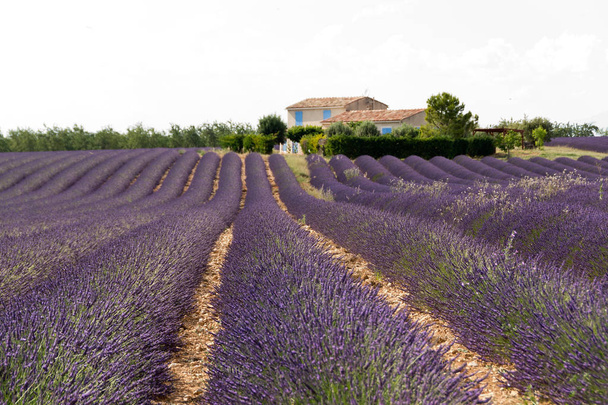 Lavendel veld en huis - Foto, afbeelding