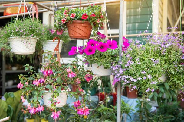 flower in pots on sale at the local garden center - Photo, Image