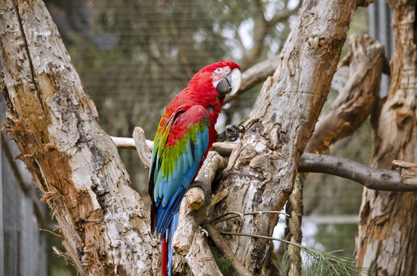 ağacında Scarlet Amerika papağanı - Fotoğraf, Görsel