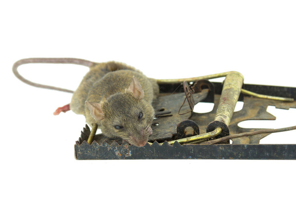 O rato em uma ratoeira é isolado em um fundo branco
 - Foto, Imagem
