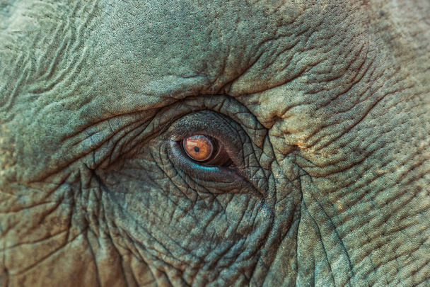 close up asia elephant eye   - Photo, Image