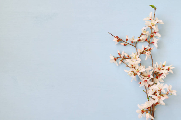image of spring white cherry blossoms tree - Фото, зображення