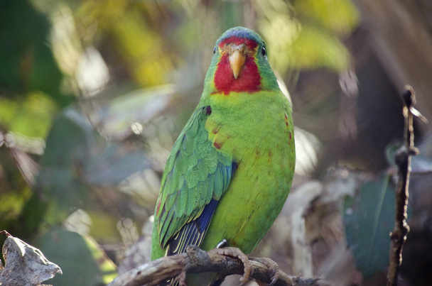 SWIFT papuga z bliska - Zdjęcie, obraz