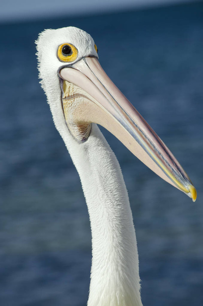 Australian pelican close up - Фото, изображение
