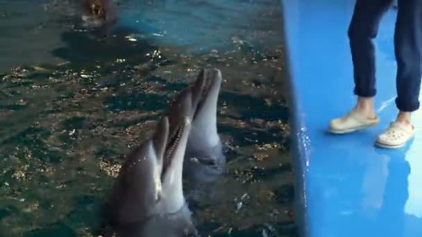 Jonge vrouw gooit een veelkleurige bal naar de dolfijn en hij vangt hem - Video