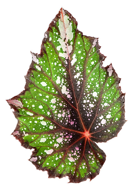 Begonia foglia verticalmente
 - Foto, immagini
