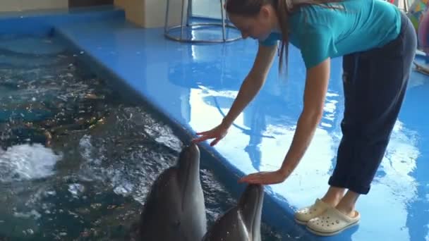 Женщина дотрагивается до носов дельфинов и начинает плавать замедленным движением
 - Кадры, видео