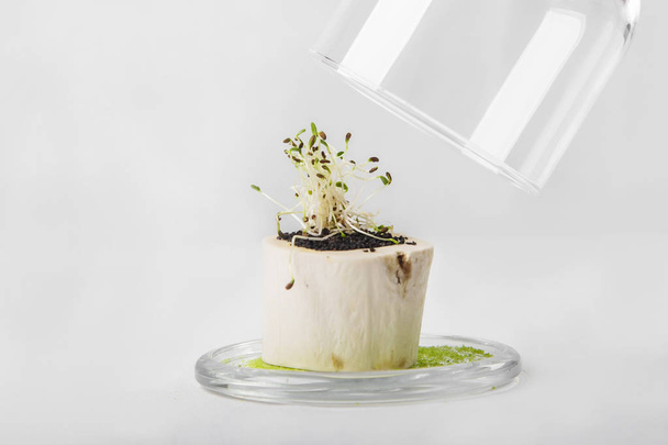 Vegetarian or vegan appetizer of seedlings in small wooden pot o - Photo, Image