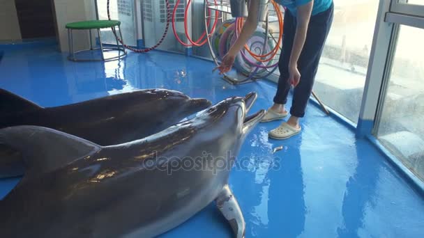 Γυναίκα ρίχνει μια απόλαυση να τα δελφίνια σε αργή κίνηση το Δελφινάριο - Πλάνα, βίντεο