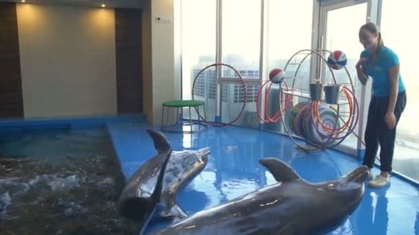 Дельфины появляются на полу из бассейна и получают еду замедленной съемки
 - Кадры, видео