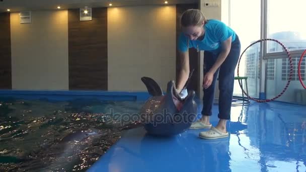 Женщина ласкает дельфина на полу в замедленной съемке дельфинария
 - Кадры, видео