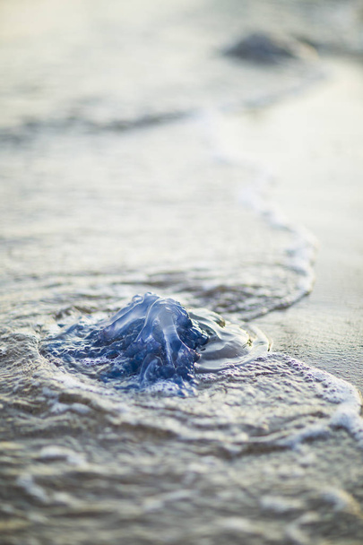 Ocean emitió una medusa en la costa del mar
 - Foto, Imagen