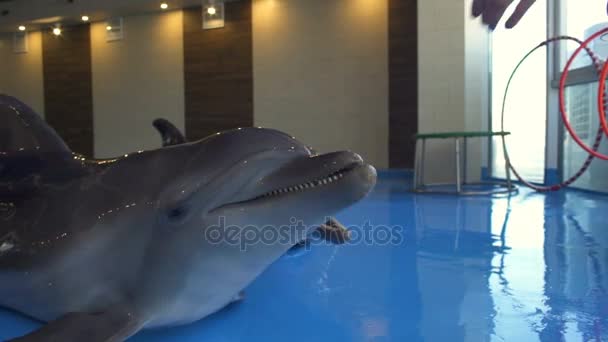 Nő ad ételt delfinek a delfinárium lassítva - Felvétel, videó