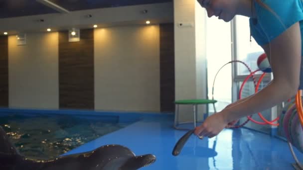Schattig dophin krijgen voedsel van een trainer in het Dolfinarium slow motion - Video