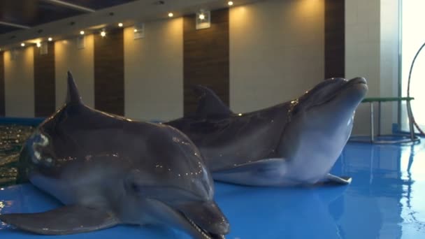 Drie dolfijnen pop omhooggaand op de vloer en wachten op een slowmotion traktatie - Video