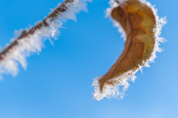 葉や雪霜 - 写真・画像