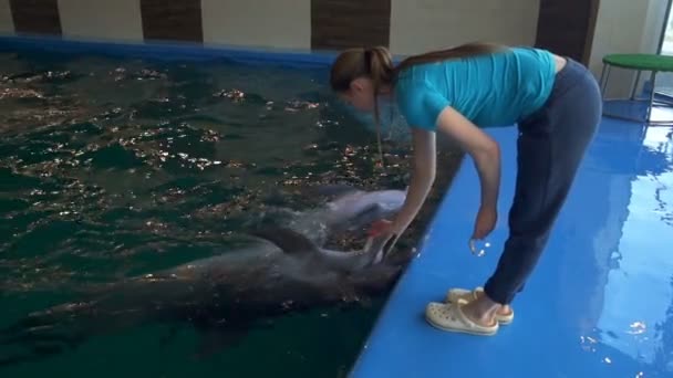 イルカと他の 1 つに食物を与えて女性が水上にジャンプします。 - 映像、動画