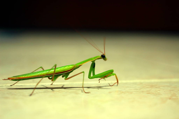 closeup of a grasshopper - Photo, Image