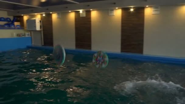 Edző dob kerek játékok a medencébe, és delfinek azokat vissza lassú mozgás - Felvétel, videó