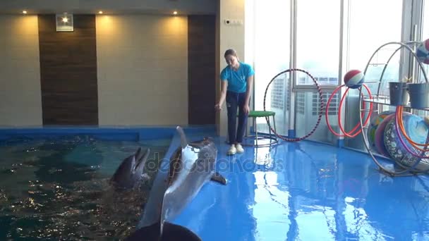 Bonito golfinho pulando no chão e o treinador lhe dá um peixe câmera lenta
 - Filmagem, Vídeo