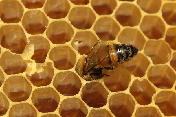 frischer Honig in Wabentextur - Foto, Bild