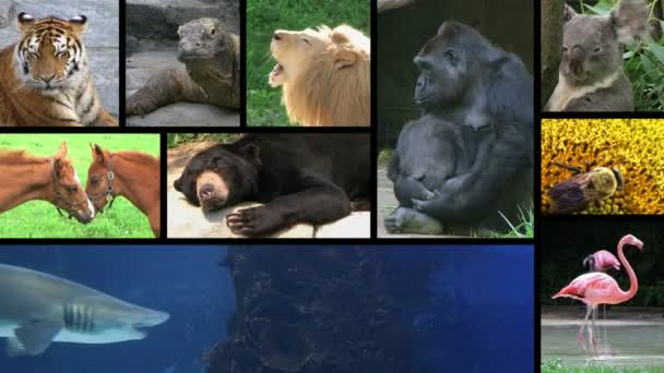動物の複合 - 映像、動画
