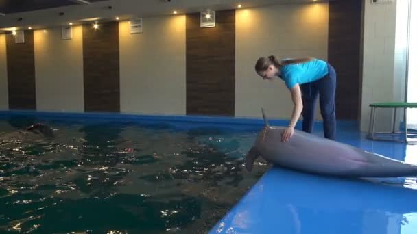 Jovem mulher acaricia um golfinho bonito no golfinário câmera lenta
 - Filmagem, Vídeo