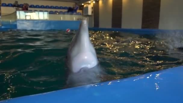 Три дельфина плавают в воде в замедленной съемке дельфинария
 - Кадры, видео