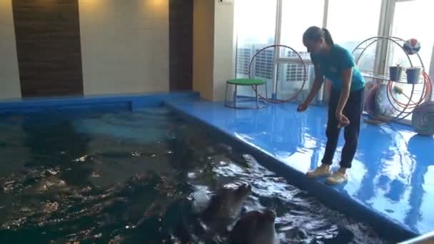 Три дельфина ждут удовольствия в замедленной съемке дельфинария
 - Кадры, видео