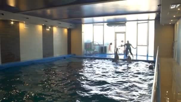 Kaksi delfiinien liikkuvat veden pinnalla käyttäen pyrstöään hidastettuna
 - Materiaali, video