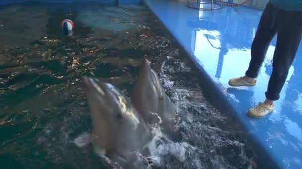 プール スローモーションで別の後に 1 つを泳ぐ 2 頭のイルカ - 映像、動画