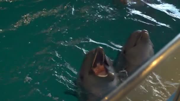 Two cute dolphins splashing in the pool waiting for a treat slow motion - Footage, Video