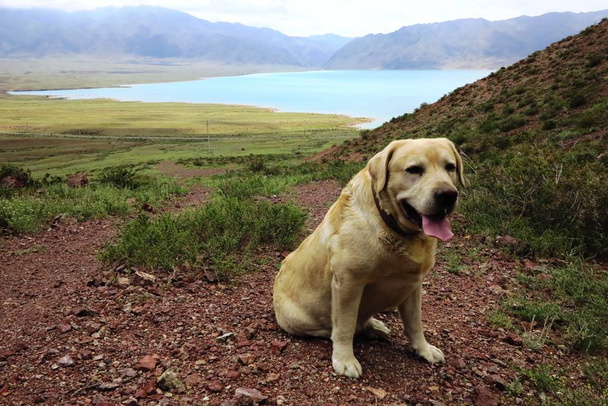 The dog on the background of a mountain lake - Fotografie, Obrázek
