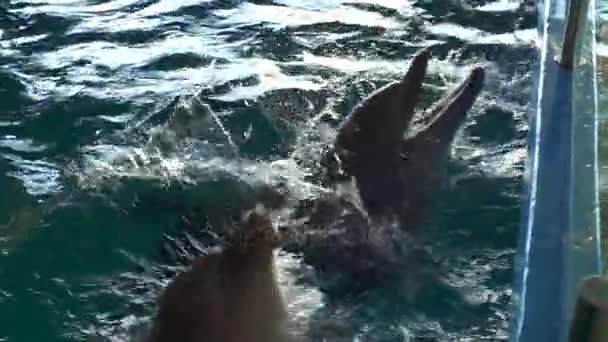 Two cute dolphins playing in the pool splashing the water all over the floor - Footage, Video