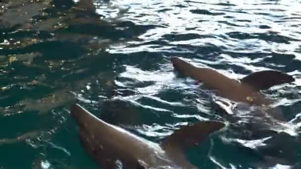Thrê dolfijnen zwemmen in het zwembad maken een stunt in het Dolfinarium slow motion - Video