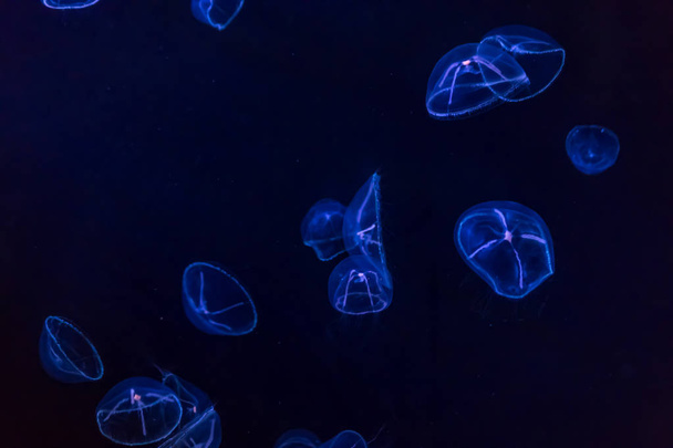 маленькі lumenous медузи
 - Фото, зображення