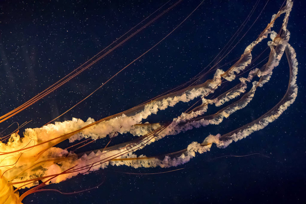 медузні вусики у світлі
 - Фото, зображення