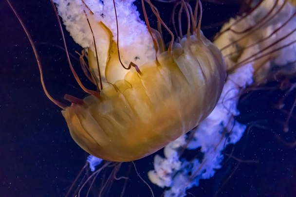 Dúo de medusas en tanque
 - Foto, imagen