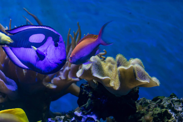рыба в аквариуме кораллового рифа
 - Фото, изображение
