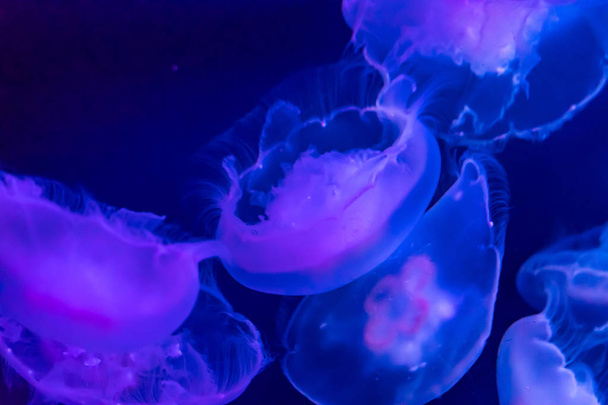 Grupa różowy i niebieski Jellyfish pływające - Zdjęcie, obraz